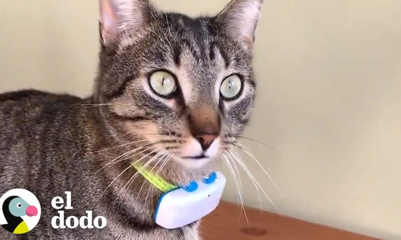 El GPS de este gato revela su secreto más profundo | Cat Crazy | El Dodo
