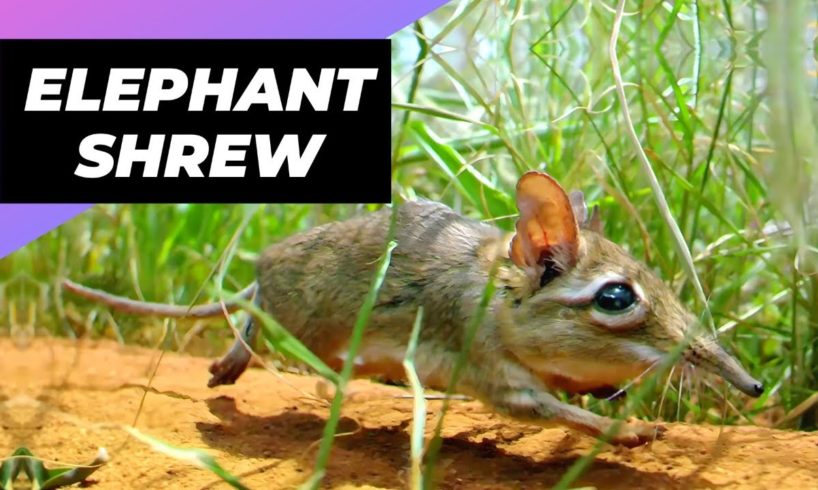 Elephant Shrew 🐀 One Of The Cutest And Rarest Animals In The Wild #shorts