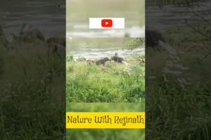 Elephants playing |shorts |nature |wild animals |youtubeshortsvideos |nature with rejinath