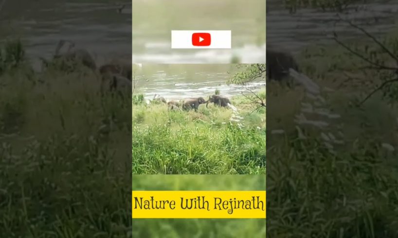 Elephants playing |shorts |nature |wild animals |youtubeshortsvideos |nature with rejinath
