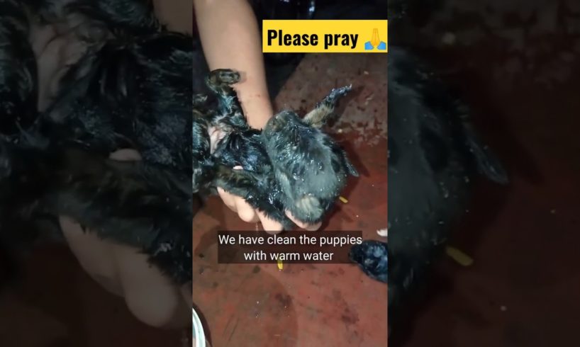 😭Emotional 😭 #doglover #short #dog #youtubeshorts #shortsvideo #rescue #streetdog