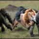 Epic Battles Of Gorilla Destroy Brutal Predators  Animal Planet Discovery 2023