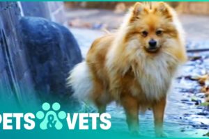 Escaped Pomeranian Lost In A Flooding Canal | Animal Rescue | Pets & Vets