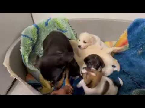 Eve and her beautiful puppies - Takis Shelter