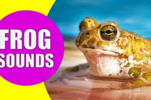 FROG SOUNDS | Learn Animals with Kiddopedia #Shorts