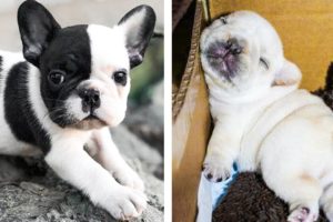 😜FUNNIEST and CUTE BULL DOGS Will Make You Happy Every Day🐶| Cutest Puppies