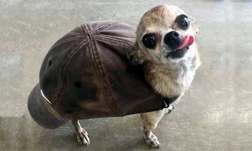 FUNNY CATS TRY NOT TO LAUGH 😂 FUNNY PETS / CUTE ANIMALS 2022 😂