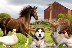 Farm Animals Part 2 - Dog, Horse, Chicken, Duck, Pig