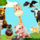 Farm Animals Sounds: Buffalo, Duck, Cow, Dog, Chicken, Bird - Interesting sounds of animals