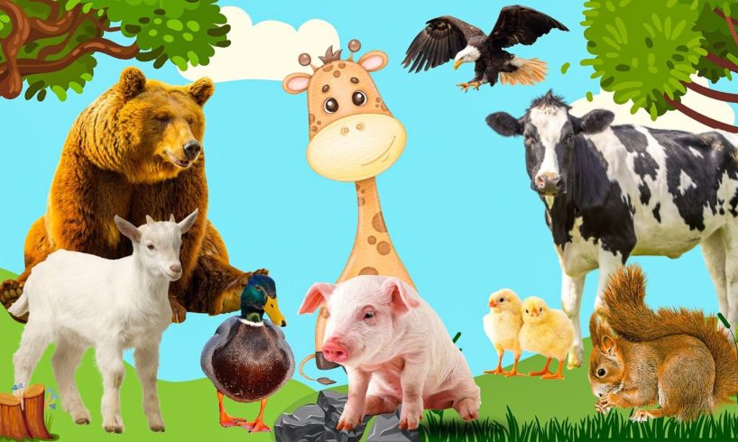 Farm Animals Sounds: Buffalo, Duck, Cow, Dog, Chicken, Bird - Interesting sounds of animals