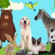 Farm Animals Sounds: Goat, Rabbit, Buffalo, Dog, Bee, Sheep - Learn sounds of animals