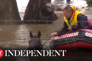 Farm animals rescued from deep water amid Sydney floods