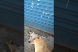 Feeding Hungry Stray Dog 🙂Street Dogs😇  #shorts