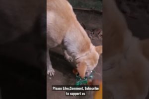 Feeding Hungry Stray Dog😔🙂Street Dogs Happiness 😇  #shorts #dog