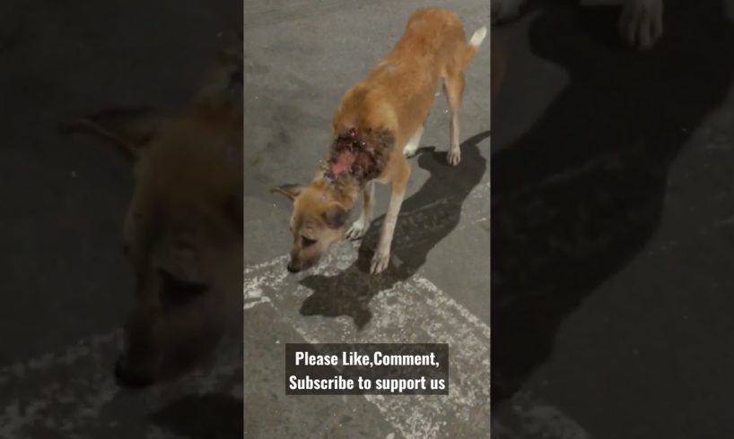Feeding Injured Hungry Stray Dog 🙂Street Dogs😪  #shorts