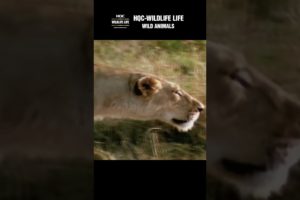 Fierce Battle! Buffalo fights with hungry lions