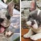 🥰French Bulldog's Funny And Cute Actions make Your Heart Flutter🐶|Cutest Puppies