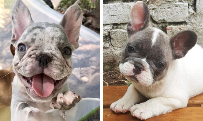 🥰French Bulldog's Funny And Cute Actions make Your Heart Flutter🐶|Cutest Puppies