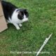 Funniest Animals! #63 Funny and cute cat! The cat is playing! 猫が遊んでいます！¡El gato está jugando! Katze