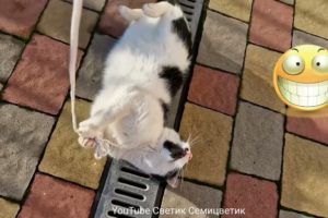 Funniest Animals! #71 Funny cat plays in the sun.El gato divertido juega al sol.おかしな猫が太陽の下で遊ぶ。Katze