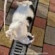 Funniest Animals! #71 Funny cat plays in the sun.El gato divertido juega al sol.おかしな猫が太陽の下で遊ぶ。Katze