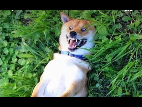 😁 Funniest Animals Videos 2023 🐧 Try Not To Laugh Dogs 😁