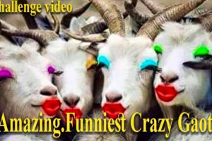 Funniest Best Animals Videos😂 Crazy Gaots Funny 😂 Animal Videos