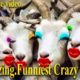 Funniest Best Animals Videos😂 Crazy Gaots Funny 😂 Animal Videos
