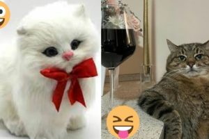 Funniest Cats Ever😹#33 | Viral Clips | Soo Animals | #viral #tranding #popular #shorts #animals#cats