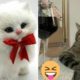 Funniest Cats Ever😹#33 | Viral Clips | Soo Animals | #viral #tranding #popular #shorts #animals#cats