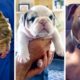 Funniest DOGS on the internet! 🐶 Cutest PUPPIES Compilation! 🥰