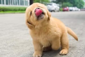 Funniest & Cutest Golden Retriever Puppies #1 - Funny Puppy Videos 2023