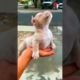 Funny Animals | Funny & Cute Dogs viral clips #funny #cute #dogs | Goto Fun