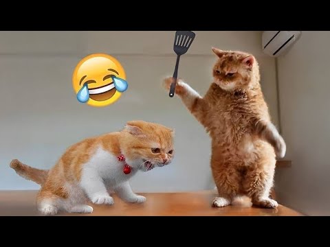 Funny Cats and Cute Kittens Playing. #cutecat #cuteanimals #kittens #pets #petlover #animals