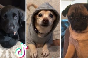 Funny Dogs of TIK TOK Compilation ~ Cutest Puppies ❤️