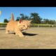 Funny Spider Cat😻😹#70 | Viral Clips | Soo Animals |#shorts #shortvideo #viral #tranding #popular