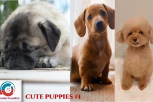 Funny & Cute puppies compilation #1 | Cute dogs compilation.