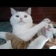 Funny animal videos - Funny cats / dogs - Funny animals 244