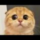 Funny animals - Funny cats / dogs - Funny animal videos 256
