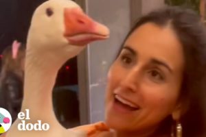Ganso guardián se convierte en el mejor amigo de estas mujeres | Almas Gemelas | El Dodo