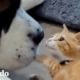 Gatito es rescatado justo a tiempo de un barril de agua | Parejas Disparejas | El Dodo