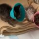 Gatitos pequeños necesitaban conos especiales | El Dodo