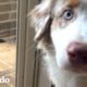 Gato callejero decide seguir a este perro a casa | Parejas Disparejas | El Dodo