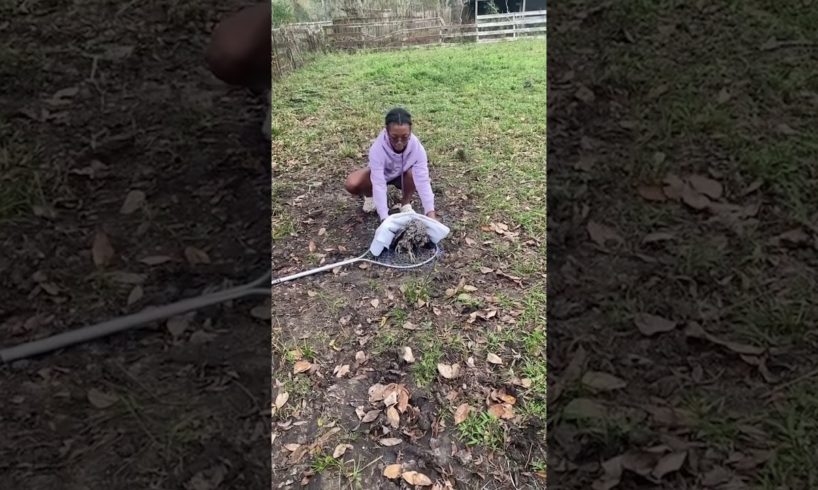 Girl Rescues Owl Stuck Inside Water Bin #Shorts #Owl #Rescue