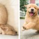 Golden Puppies That Will Make Your Day 100% Better 🥰| Cute Puppies