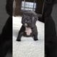 Guta is the cutest puppy 🥹 #shorts #frenchbulldog