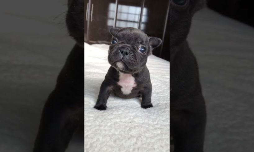 Guta is the cutest puppy 🥹 #shorts #frenchbulldog