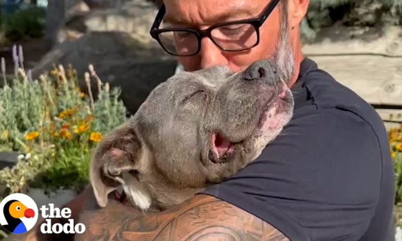 Guy Brings Home Senior Pittie And She Starts To Age Backwards| The Dodo Foster Diaries