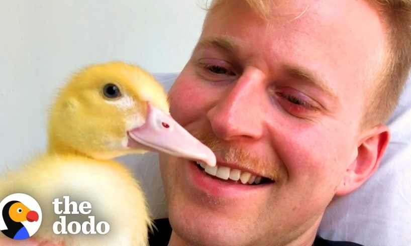 Guy Finds Tiny Duckling On A City Street | The Dodo