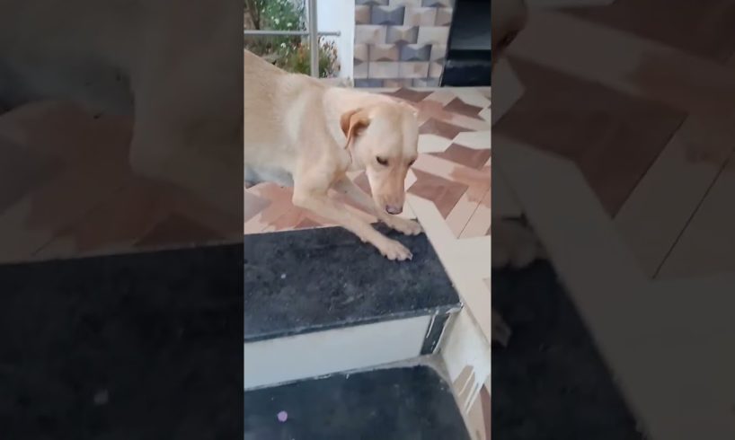 Hammpi  gave birth a puppies 😍🥰🥰 i#short #cute #trending #short@WasimandHammpi